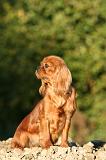 CAVALIER KING CHARLES 748